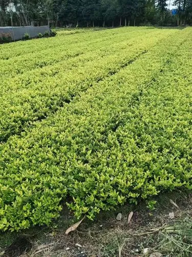 高速公路路邊綠化工程管理辦法