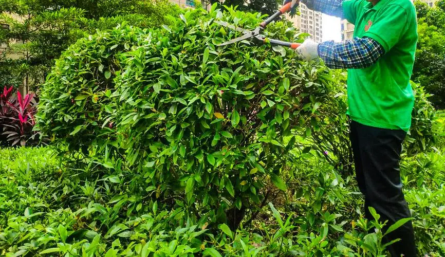 市政園林管理所面試問題揭秘：如何有效利用有限的資源進行城市綠化？